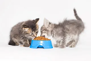 Gatitos comiendo