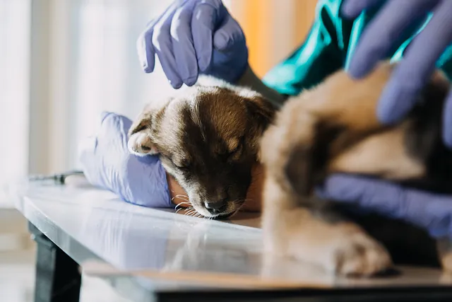 Perro en cirugía veterinaria