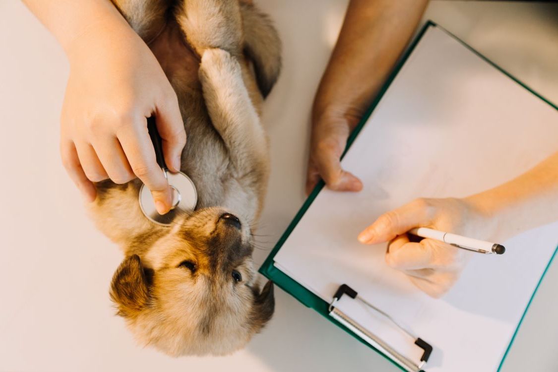 Perro comprobando la respiración