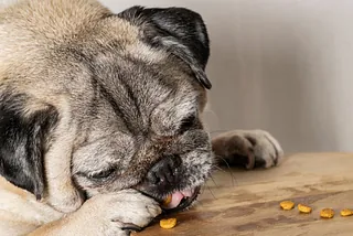 Perro anciano comiendo