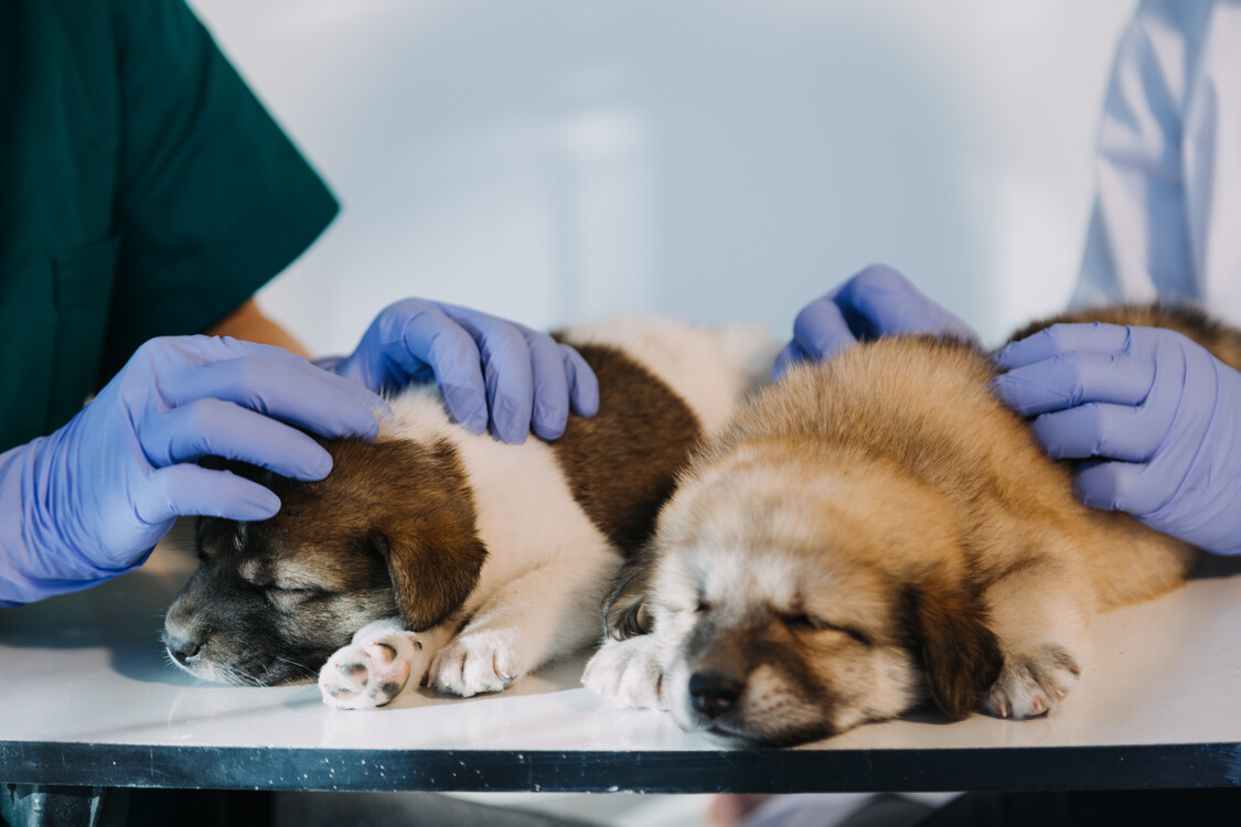 Veterinario revisando perro