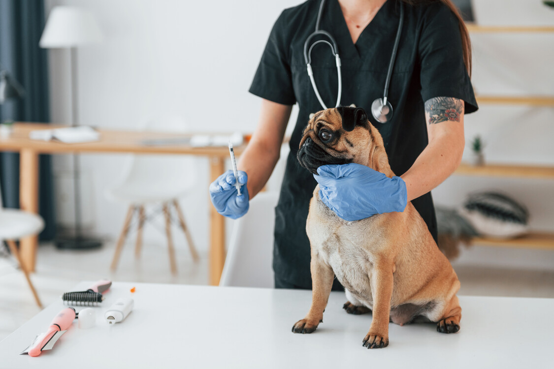 Perro pequeño en la consulta veterinaria