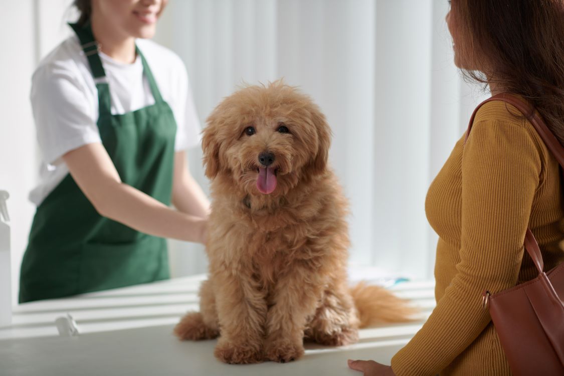 Perro pequeño en la consulta veterinaria