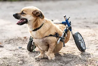 Perro con silla de ruedas