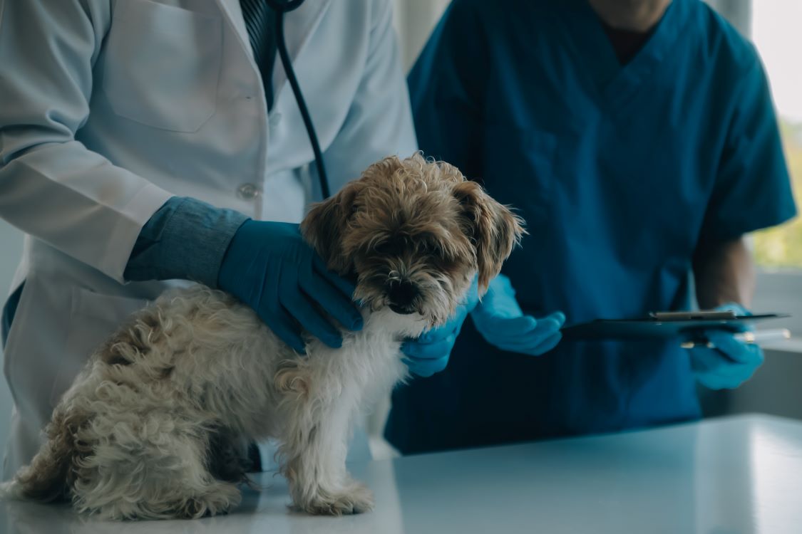 Veterinario revisando perro