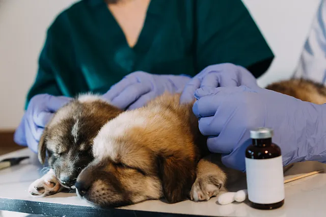 Perro en cirugía veterinaria