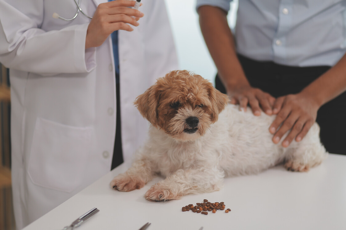 Perro pequeño en la consulta veterinaria