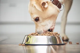 Perro grande comiendo pienso