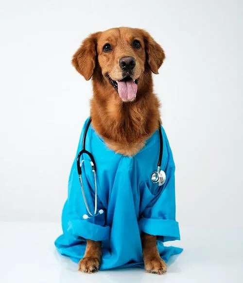 Perro vestido de veterinario 